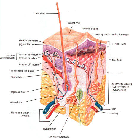 anatomy training